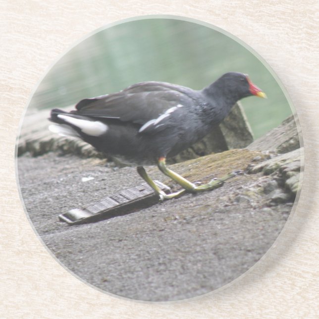 Moorhen Untersetzer (Vorne)