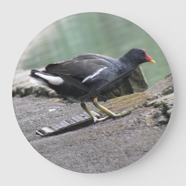 Moorhen Wall Clock Große Wanduhr (Vorderseite)