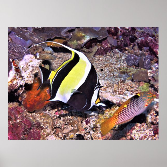 Moorish Idol and Wrasse Poster (Vorne)