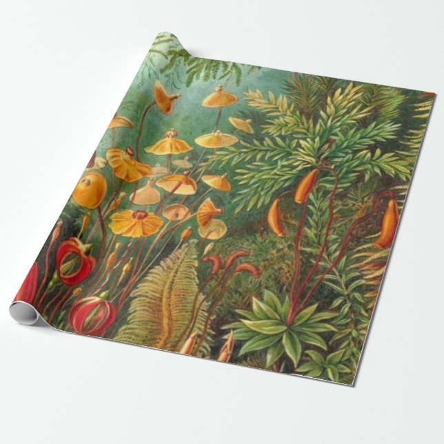 Moos - Ernst Haeckel Geschenkpapier (Ungerollt)