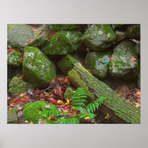 Moos im Wald Poster