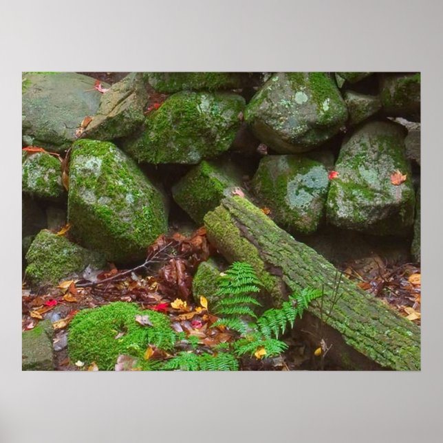 Moos im Wald Poster (Vorne)