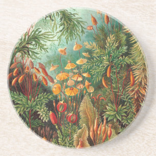 Moos (Muscinae) von Haeckel Getränkeuntersetzer