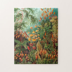 Moos (Muscinae) von Haeckel Puzzle