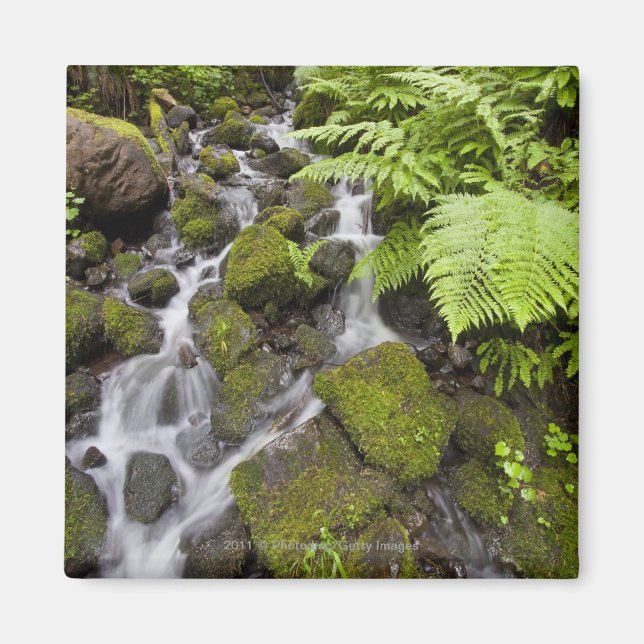 Moosbedeckte Felsen mit verschwommenem Wasser und  Magnet (Vorne)