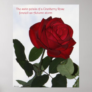 MoosbeerRosen-Plakat 16x20 ROSE u. PROSA Poster