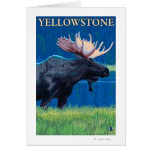 Moose at Night - Yellowstone Nationalpark