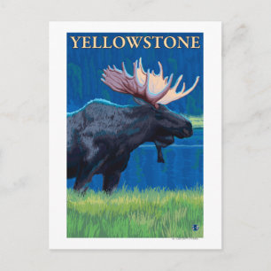 Moose at Night - Yellowstone Nationalpark Postkarte