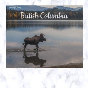 Moose auf Unna Lake British Columbia Kanada Postkarte