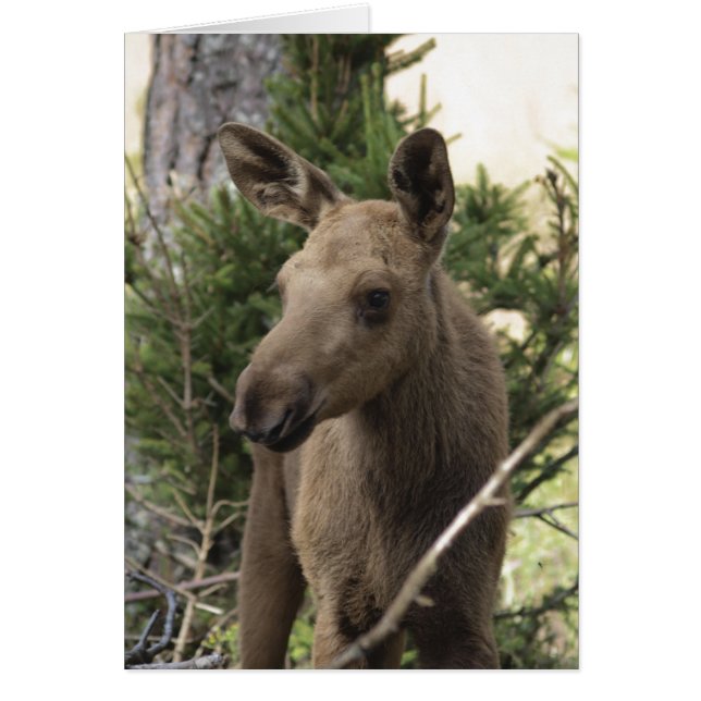 Moose Calf (Vorne)