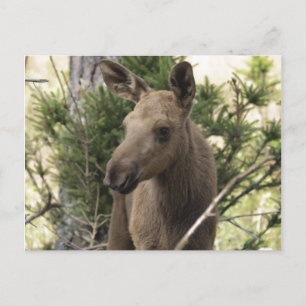 Moose Calf Postkarte