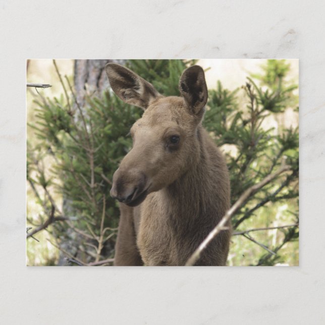 Moose Calf Postkarte (Vorderseite)