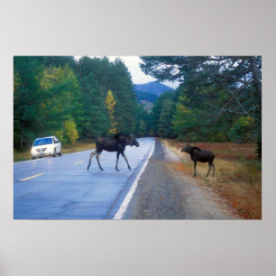Moose Crossing Kancamagus Highway Poster