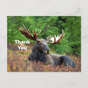 Moose Danke Postcard Postkarte