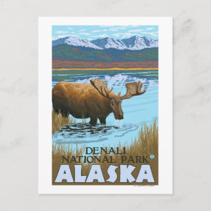 Moose Drink am Lake - Denali Nationalpark, Postkarte
