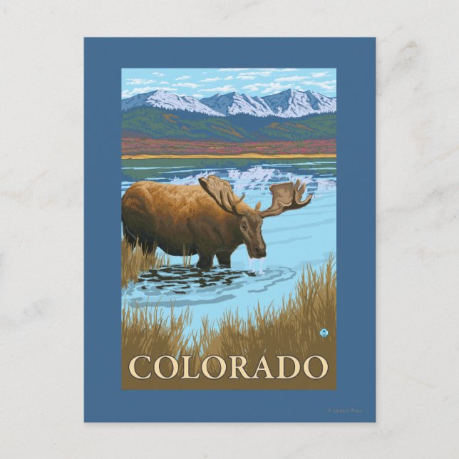Moose DrinkingColorado Postkarte (Vorderseite)