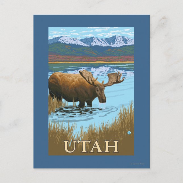 Moose DrinkingUtah Postkarte (Vorderseite)