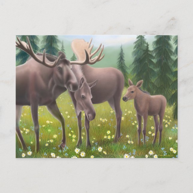 Moose Family Postcard Postkarte (Vorderseite)