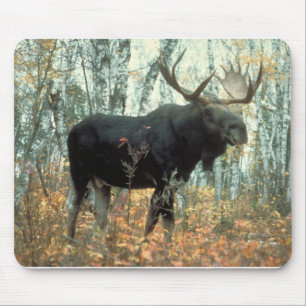 Moose Forest Tree Park Mousepad