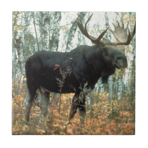 Moose Forest Trees Park Parco Civico-Ciani Fliese