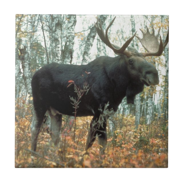 Moose Forest Trees Park Parco Civico-Ciani Fliese (Vorderseite)