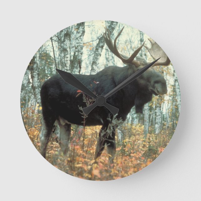 Moose Forest Trees Park Parco Civico-Ciani Runde Wanduhr (Vorderseite)