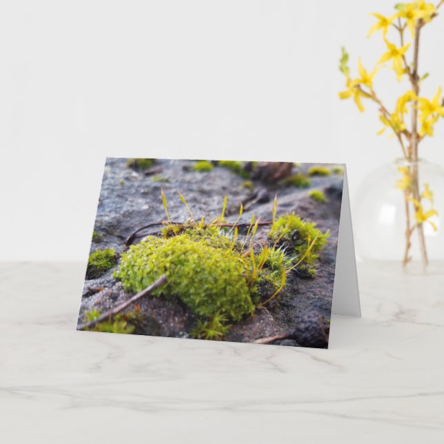 Moose, Frühlingsaufwachen Karte (Gelbe Blume)