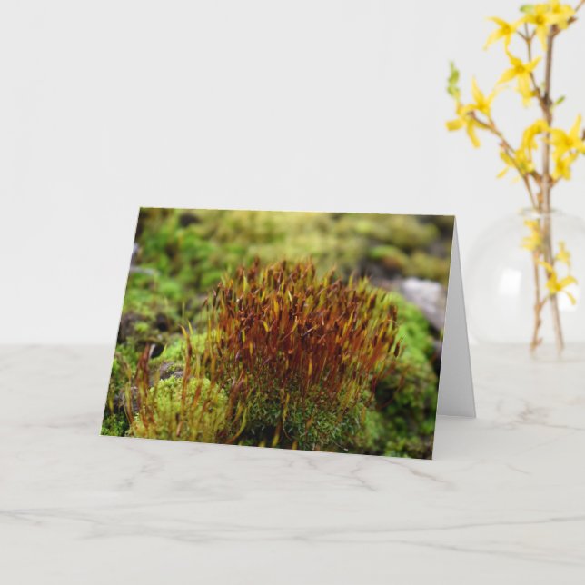 Moose, Frühlingsaufwachen Karte (Gelbe Blume)