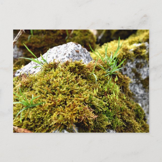 Moose, Frühlingsaufwachen Postkarte (Vorderseite)