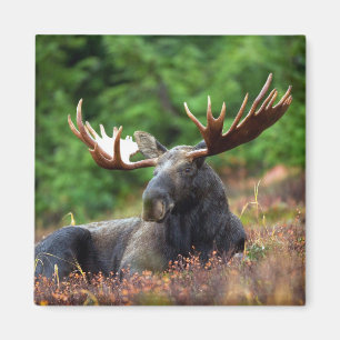 Moose Magnet