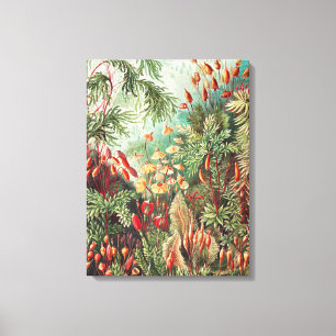 Moose, Muscinae Laubmoose von Ernst Haeckel Leinwanddruck