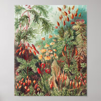 Moose, Muscinae Laubmoose von Ernst Haeckel