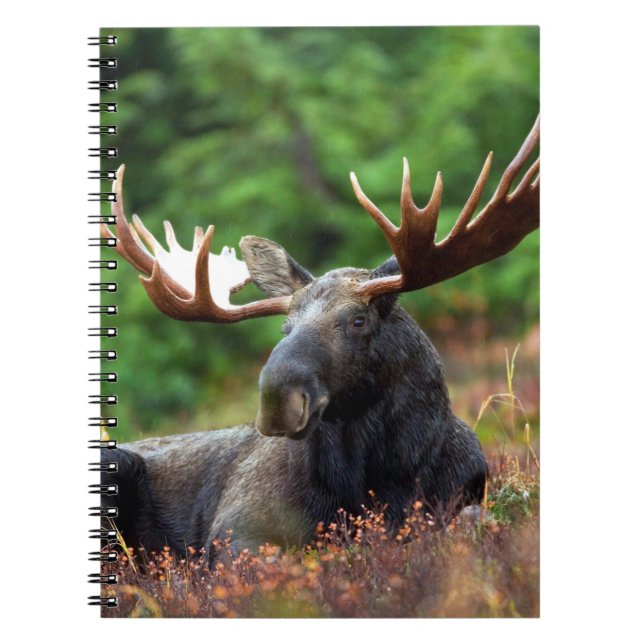 Moose-Notebook Notizblock (Vorderseite)