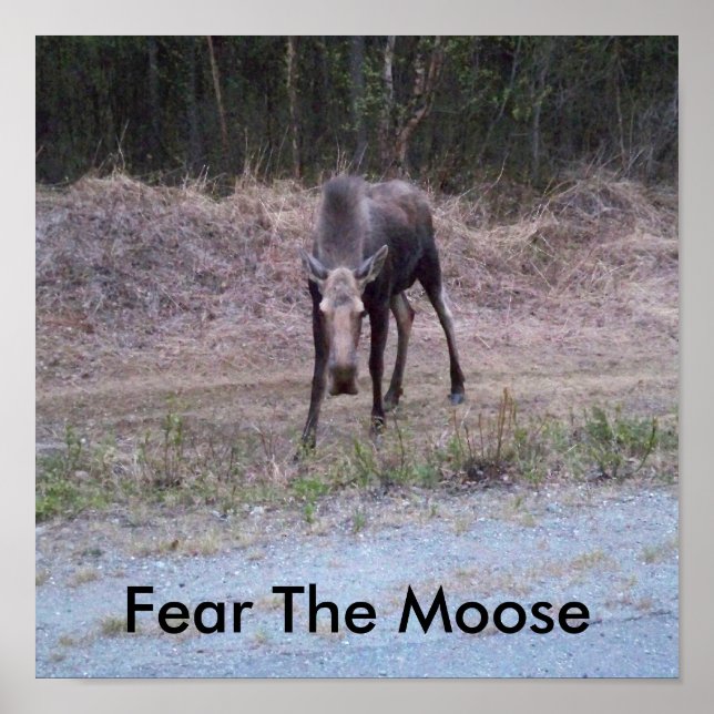 Moose Poster (Vorne)