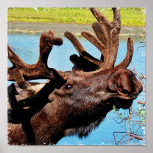 Moose Poster Print