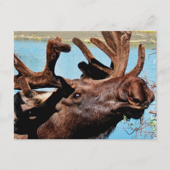 Moose Postkarte (Vorderseite)
