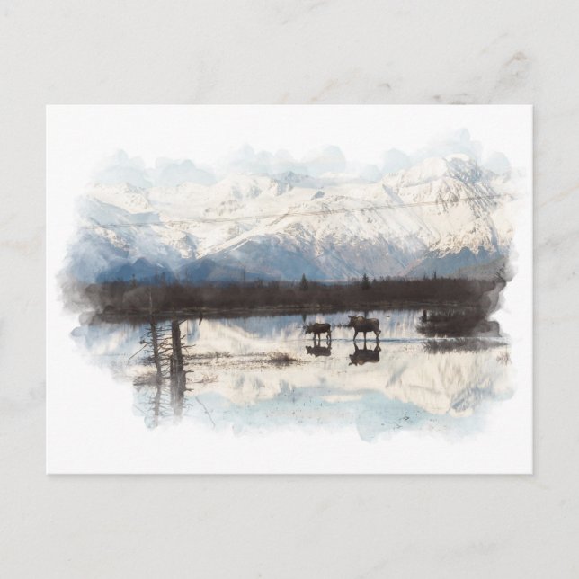 Moose Postkarte (Vorderseite)