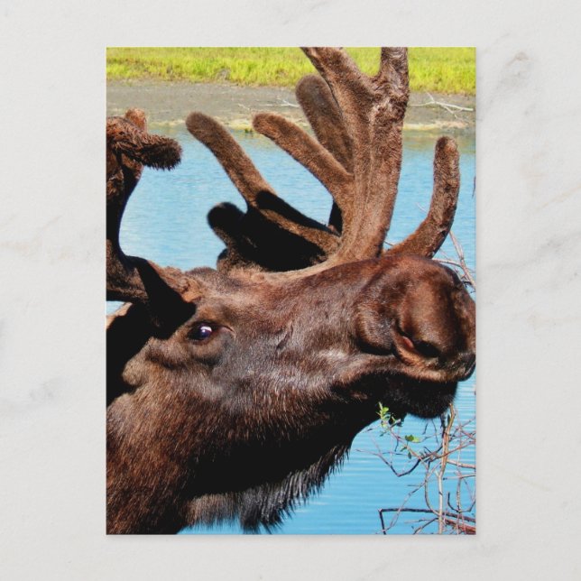 Moose Postkarte (Vorderseite)