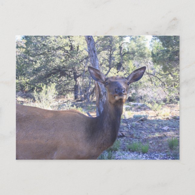 Moose Postkarte (Vorderseite)