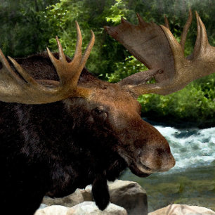 "MOOSE REFRESHING AM RIVERS EDGE" LEINWANDDRUCK