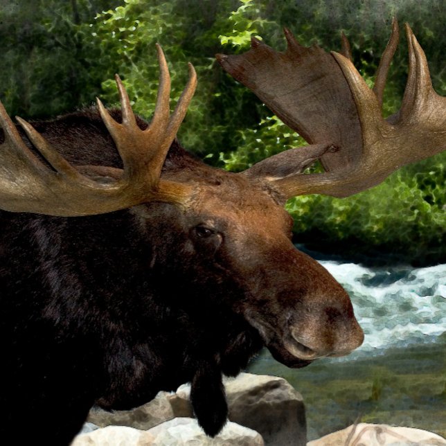 "MOOSE REFRESHING AM RIVERS EDGE" LEINWANDDRUCK (Von Creator hochgeladen)