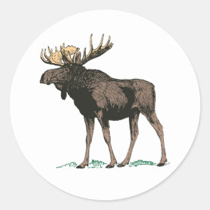 Moose Stickers
