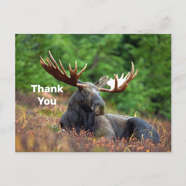 Moose Vielen Dank Postcard Postkarte (Vorderseite)