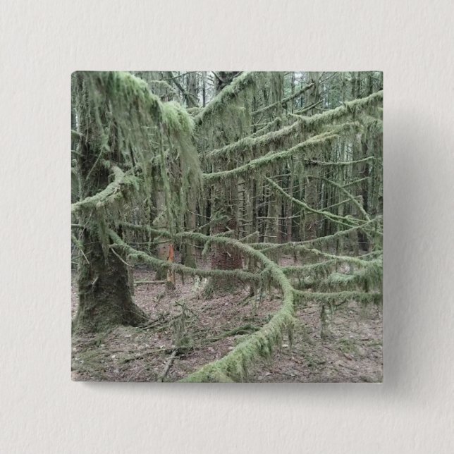 Moosige Bäume im walisischen Wald 2025 Button (Vorderseite)