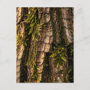 Moosige Baumrinden-Waldtextur Postkarte