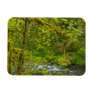 Moosige Felsen und Bäume säumen Eagle Creek Magnet
