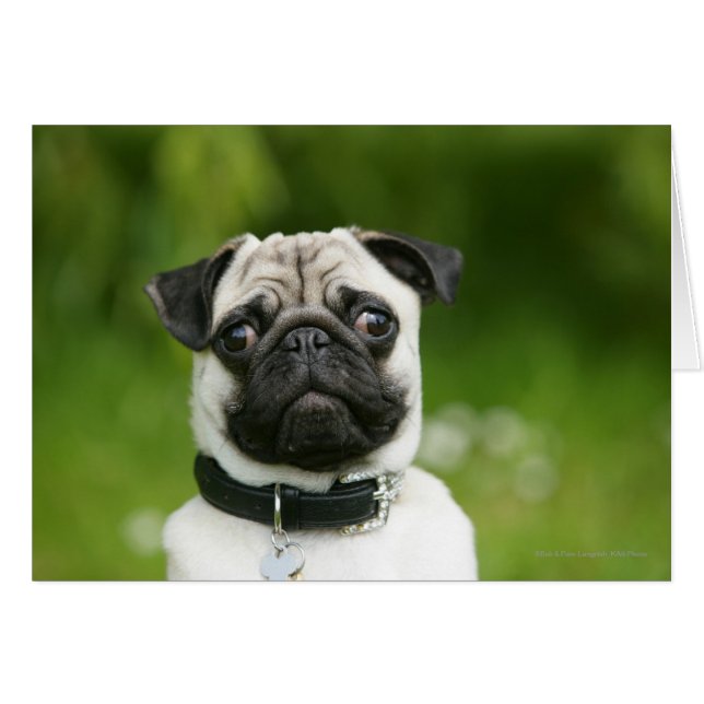 Mops (Vorderseite (Horizontal))