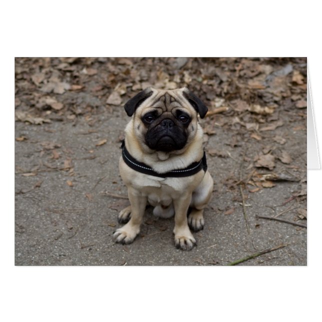 Mops (Vorderseite (Horizontal))