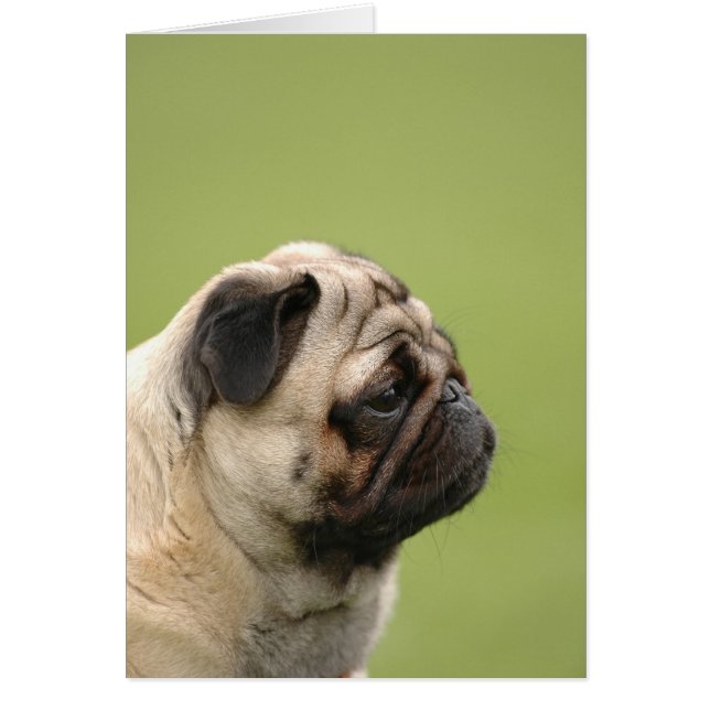 Mops (Vorne)