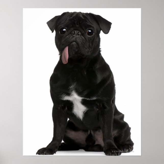 Mops (1 Jahr) sitzend mit Zunge Poster (Vorne)